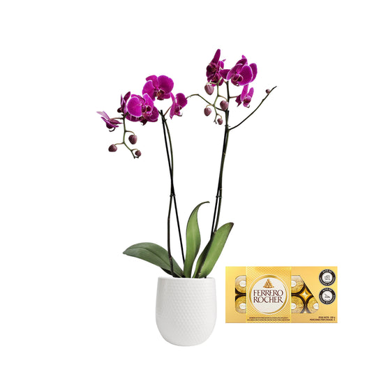 ORQUIDEA DOS TALLOS FUCSIA MATERA CERÁMICA (AMC)