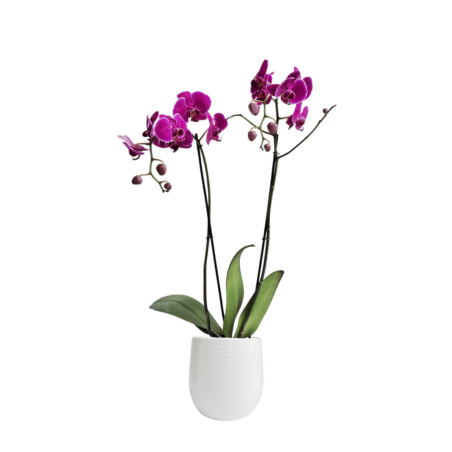 ORQUÍDEA DOS TALLOS FUCSIA - EN MATERA CERÁMICA