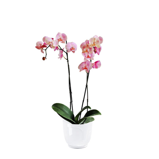 ORQUÍDEA DOS TALLOS ROSADA - EN MATERA PLÁSTICA ATENA MPR