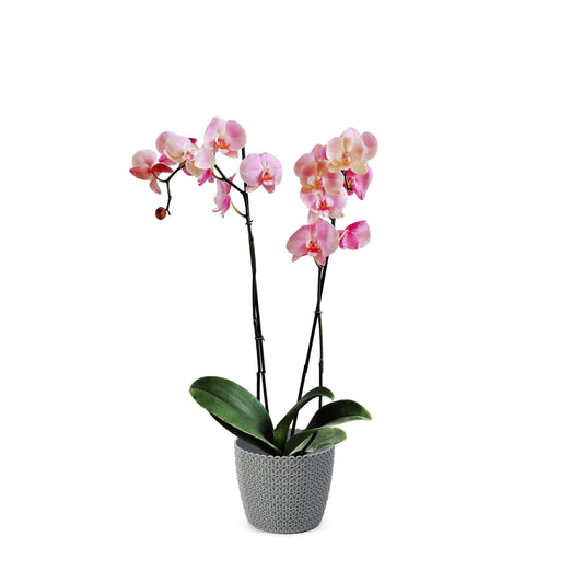 ORQUÍDEA DOS TALLOS ROSADA - EN MATERA PLÁSTICA JERSY MPR