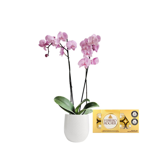 ORQUIDEA DOS TALLOS ROSADA MATERA CERÁMICA (AMC)