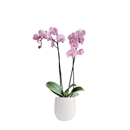 ORQUÍDEA DOS TALLOS ROSADA - EN MATERA CERÁMICA