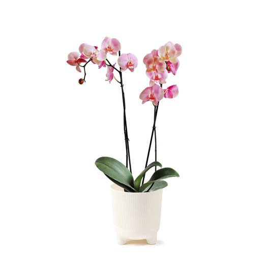 ORQUÍDEA DOS TALLOS COLOR ROSADA - EN MATERA PLÁSTICA DECORATIVA MPR