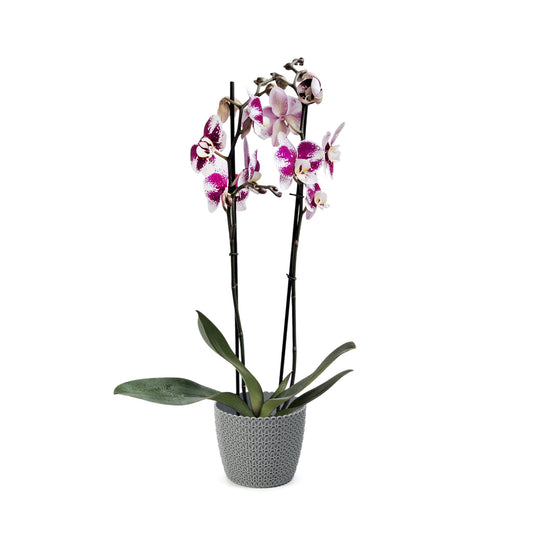 ORQUÍDEA DOS TALLOS SPLASH FUCSIA/BLANCO - EN MATERA PLÁSTICA JERSY MPR