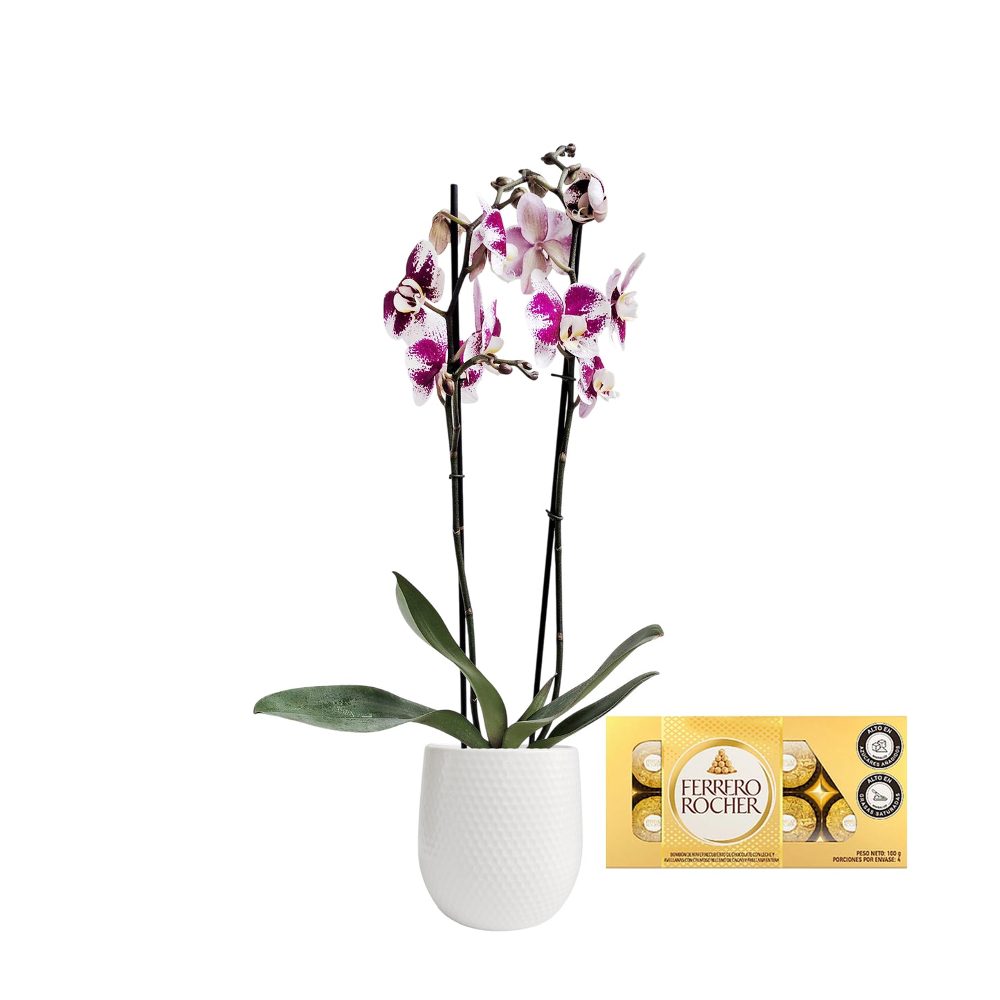 ORQUIDEA DOS TALLOS SPLACH MATERA CERÁMICA (AMC)