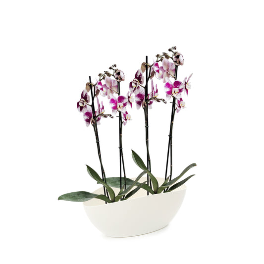 ORQUÍDEA CUATRO TALLOS SPLASH - EN MATERA PLÁSTICA LUNA MPR