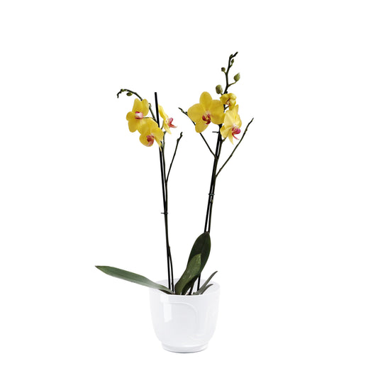 ORQUÍDEA DOS TALLOS YELOW - EN MATERA PLÁSTICA ATENA MPR