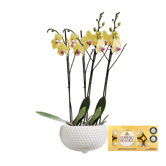 ORQUIDEA CUATRO TALLOS YELOW MATERA CERÁMICA BOWL PANAL(AMC)