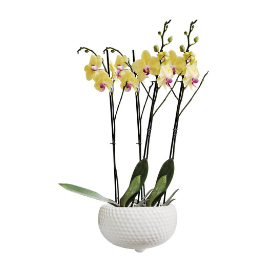 ARREGLO 2 ORQUIDEAS ALTAS AMARILLO MATERA CERAMICA(AMC)