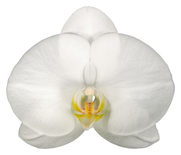 ORQUÍDEA DOS TALLOS BLANCA - DELUXE (MC)