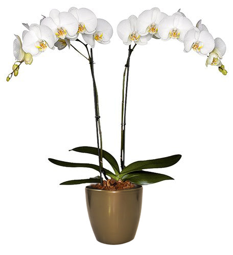 ORQUÍDEA DOS TALLOS BLANCA - ELEGANZA EN MATERA PLASTICA DECORATIVA(MP)