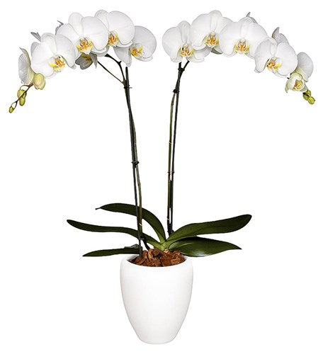 ORQUÍDEA DOS TALLOS BLANCA - DELUXE (MC)