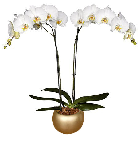 ORQUÍDEA DOS TALLOS BLANCA - DELUXE (MC)