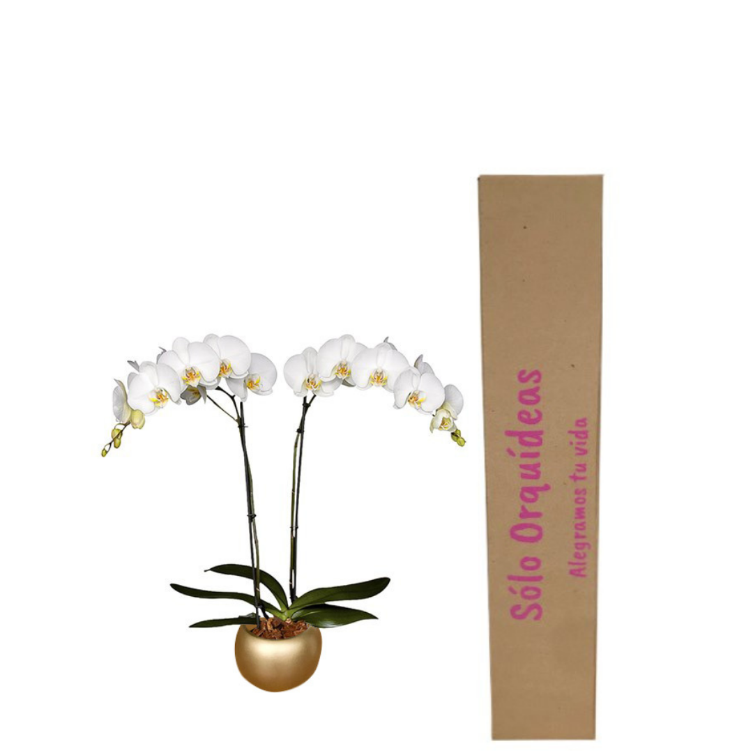 ORQUÍDEA DOS TALLOS BLANCA - DELUXE (MC)