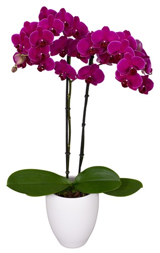 ORQUÍDEA DOS TALLOS MORADA - PERFECTION (MC)