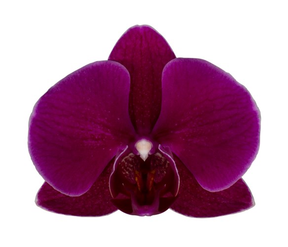 ORQUÍDEA DOS TALLOS MORADA - PERFECTION (MC)