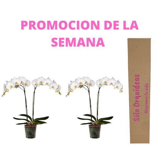 ORQUIDEAS 2 TALLOS BLANCAS X 2UNDS