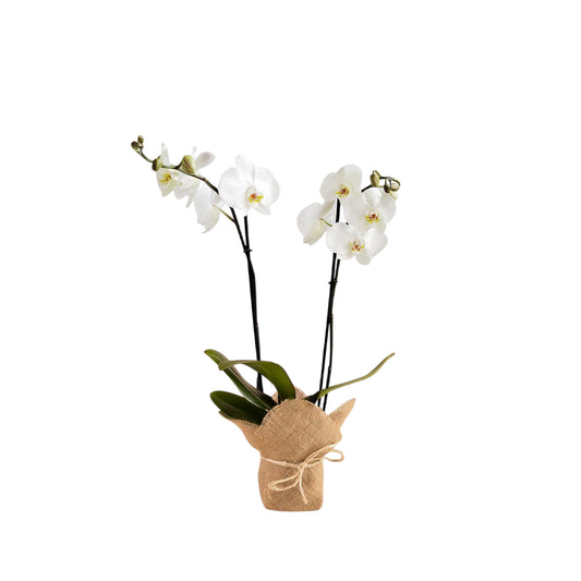 ORQUÍDEA DOS TALLOS BLANCA CON YUTE