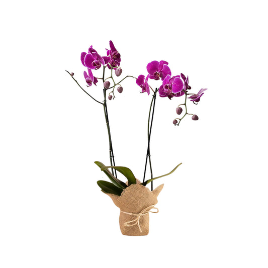ORQUÍDEA DOS TALLOS FUCSIA CON YUTE