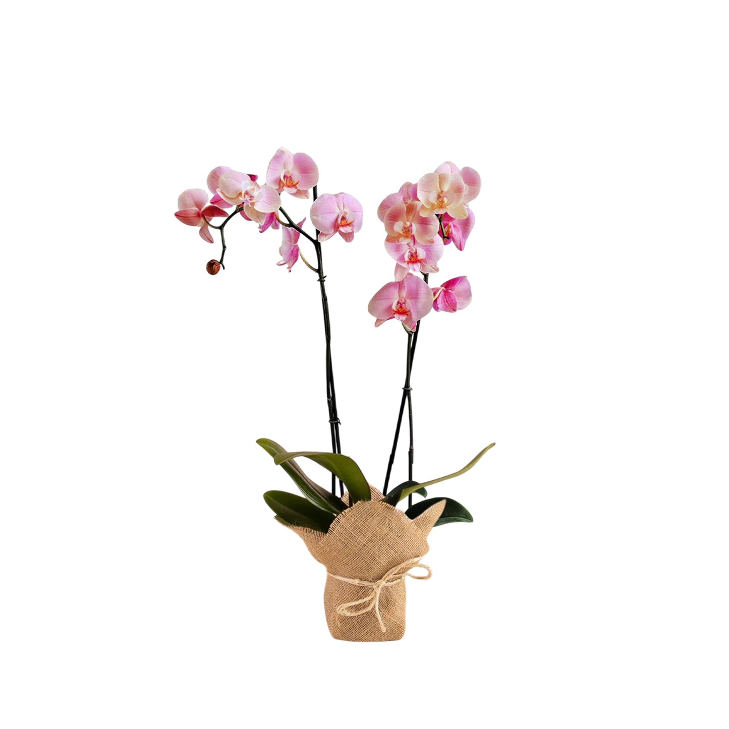 ORQUÍDEA DOS TALLOS ROSADA CON YUTE