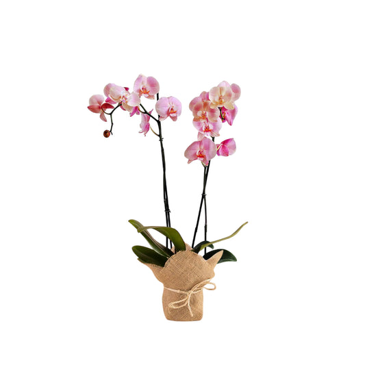 ORQUÍDEA DOS TALLOS ROSADA CON YUTE