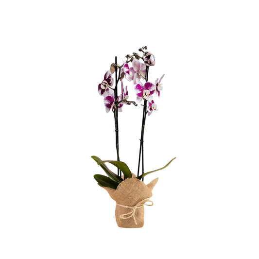 ORQUÍDEA DOS TALLOS SPLASH CON YUTE