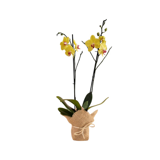 ORQUÍDEA DOS TALLOS YELOW CON YUTE
