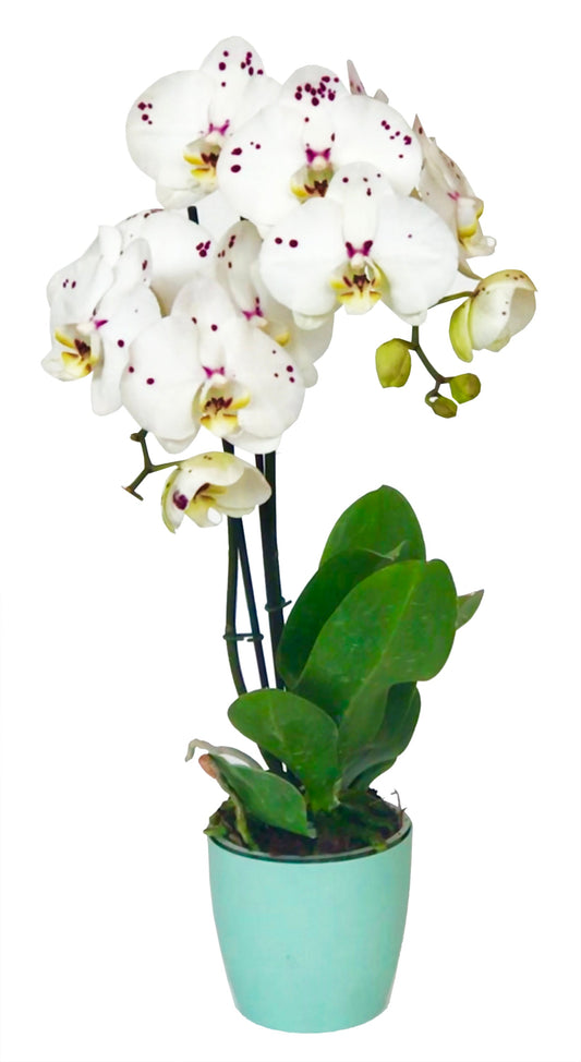 ORQUÍDEA DOS TALLOS BLANCO- PRINT MORA (MP)